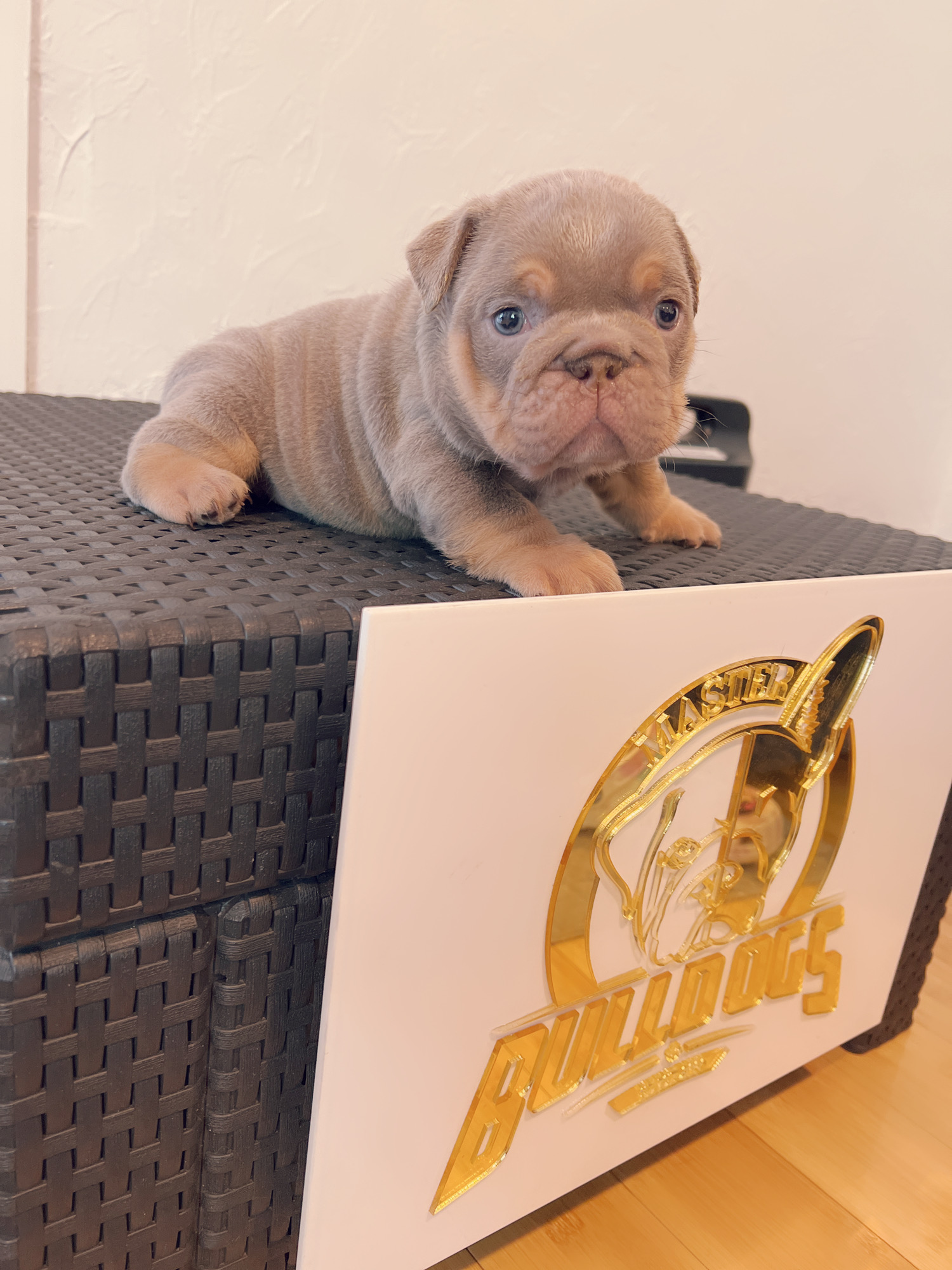 Available Puppies - 6