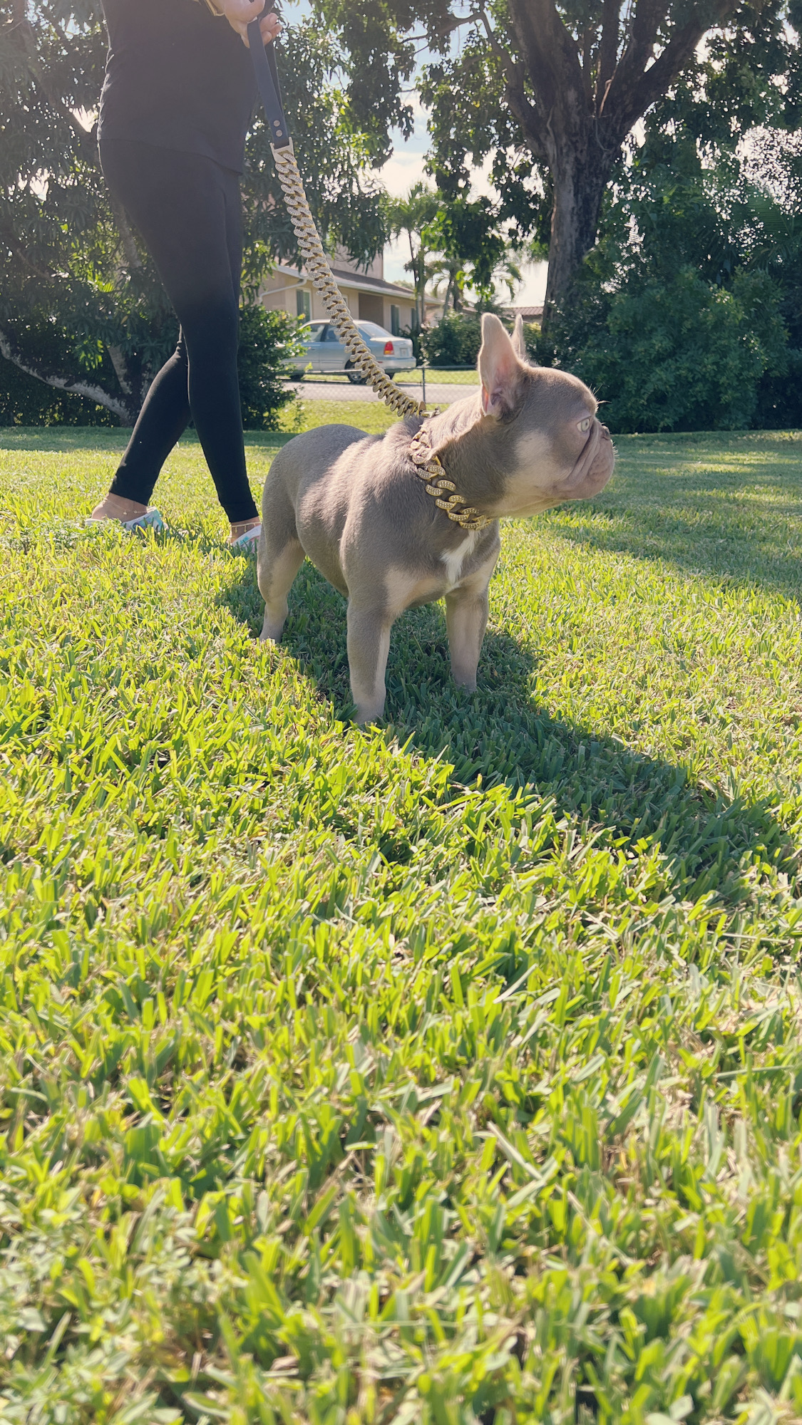 fawn Isabella carrier females, Master bulldog Frozen & Anna - 13