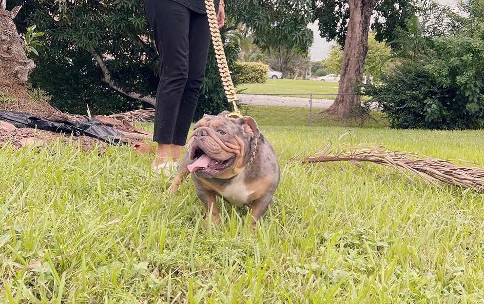 English bulldog Blue Merle And tan Male Tylor - 22