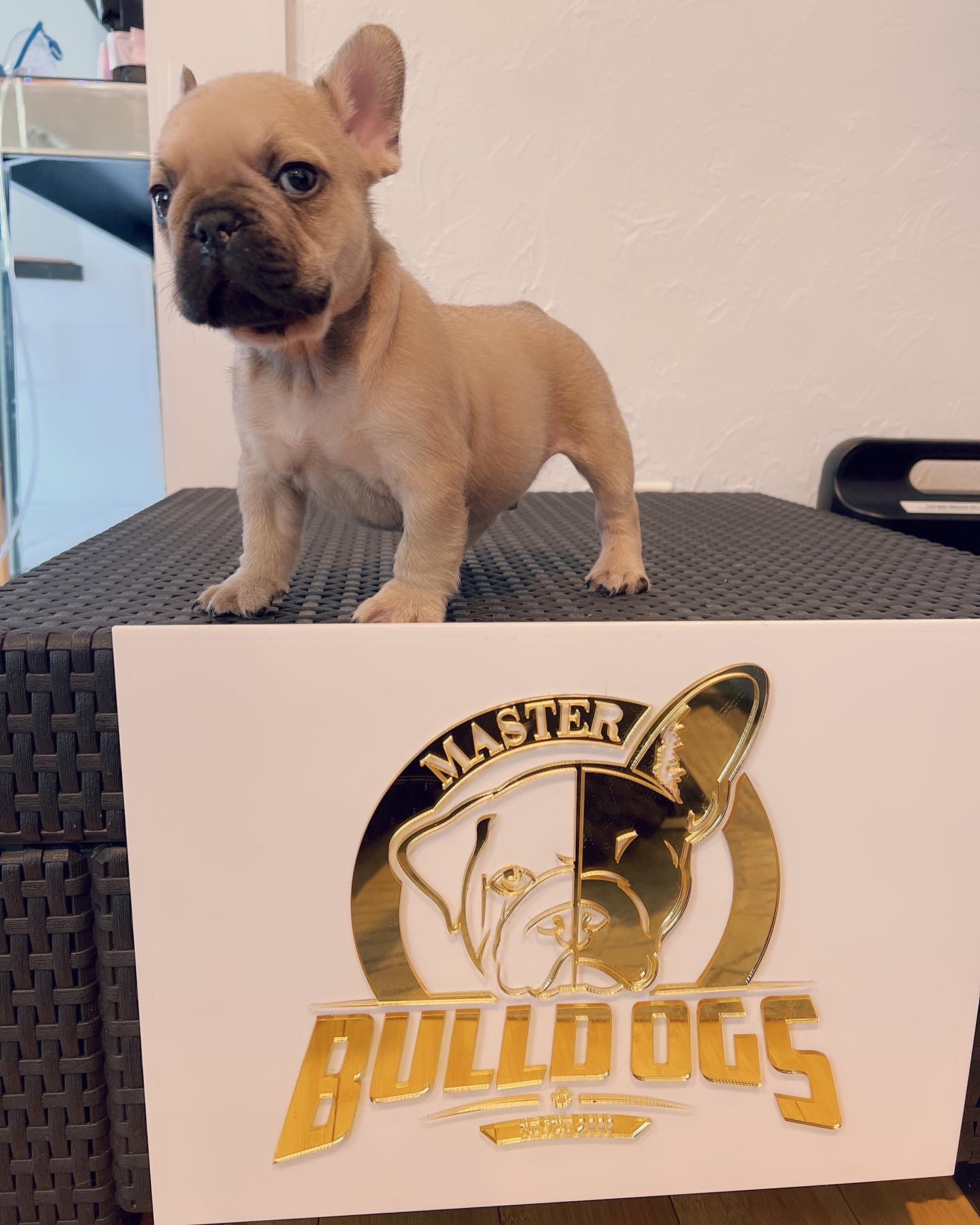 French bulldog lilac Merle female Anita - 9