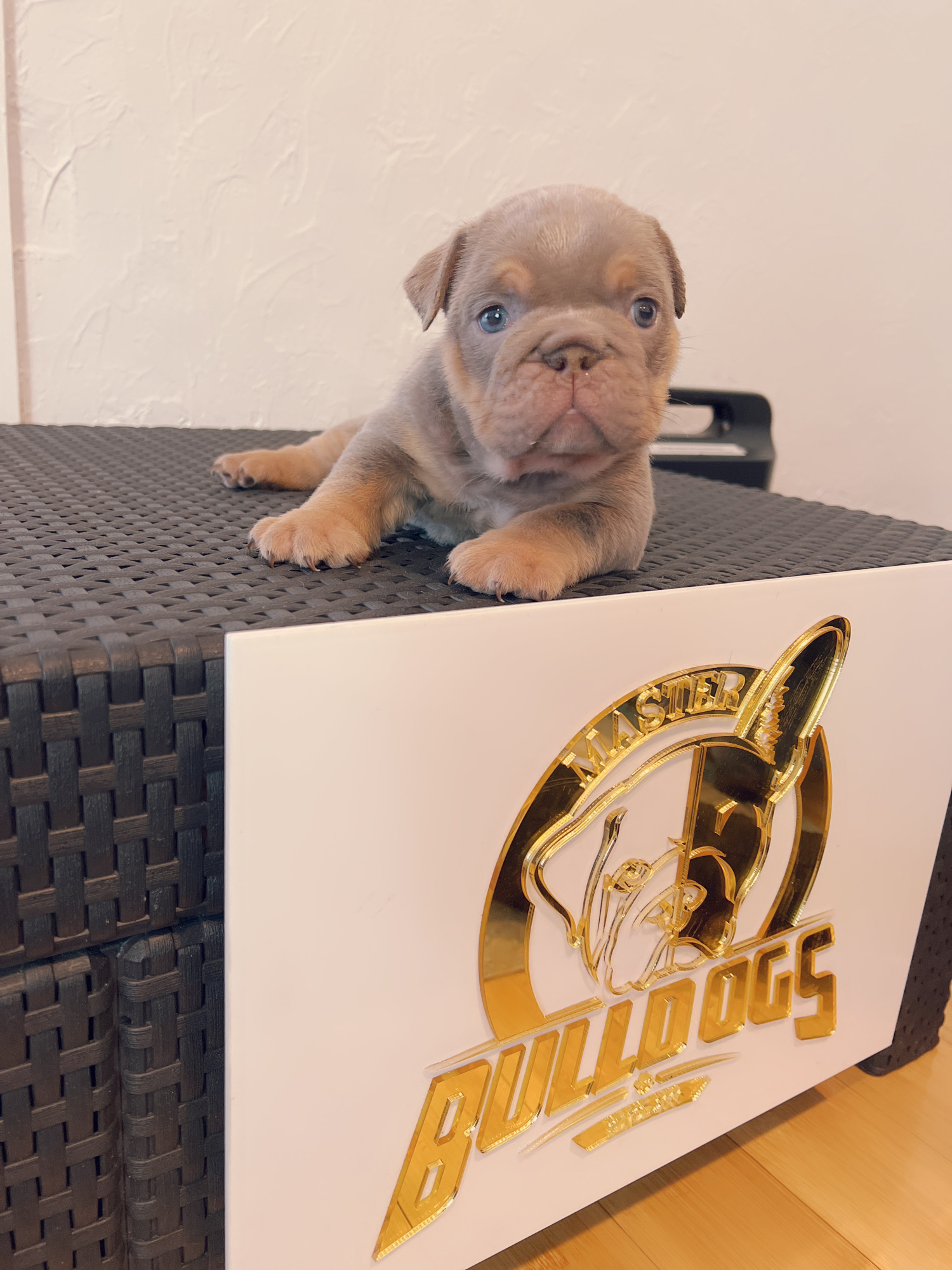 Available Puppies - 12