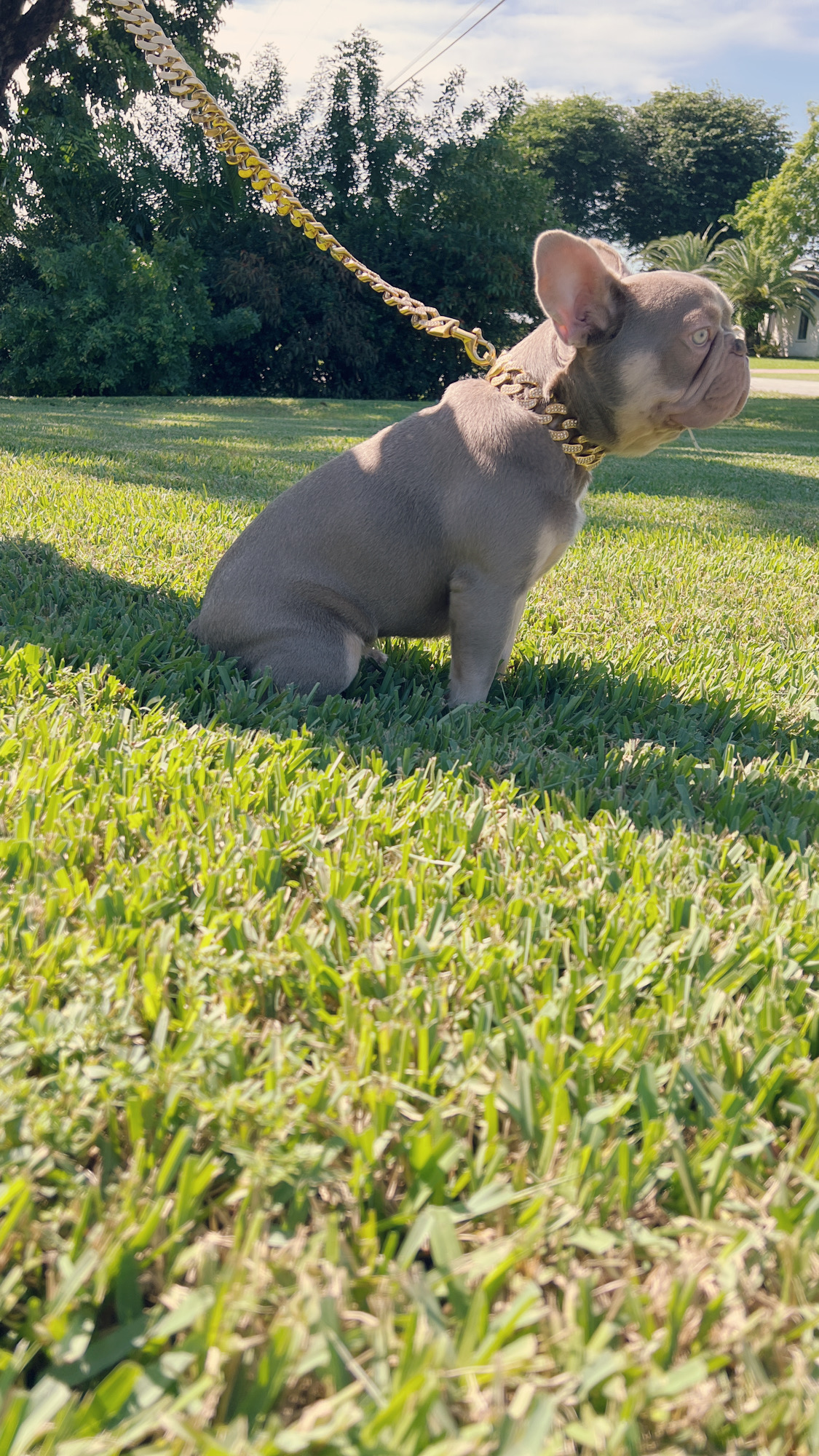 fawn Isabella carrier females, Master bulldog Frozen & Anna - 14