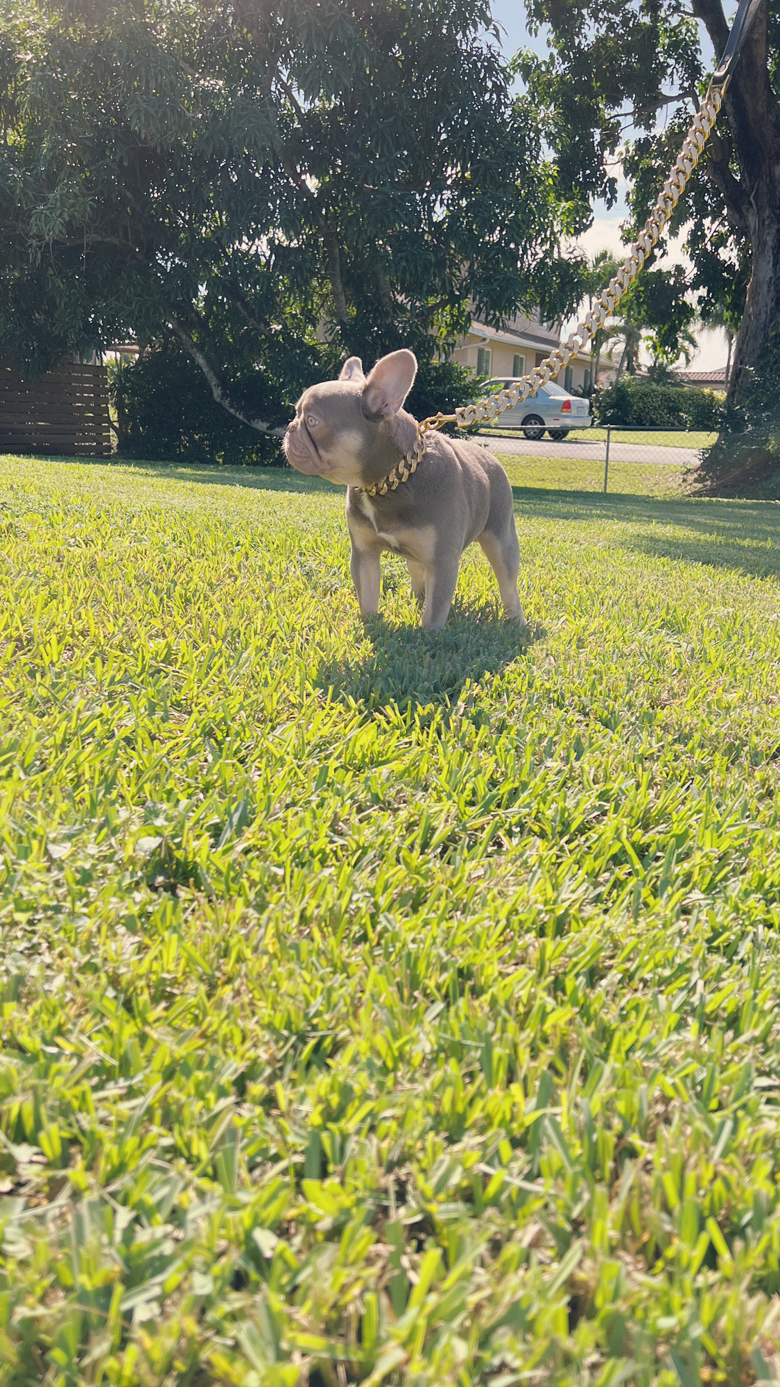 fawn Isabella carrier females, Master bulldog Frozen & Anna - 8