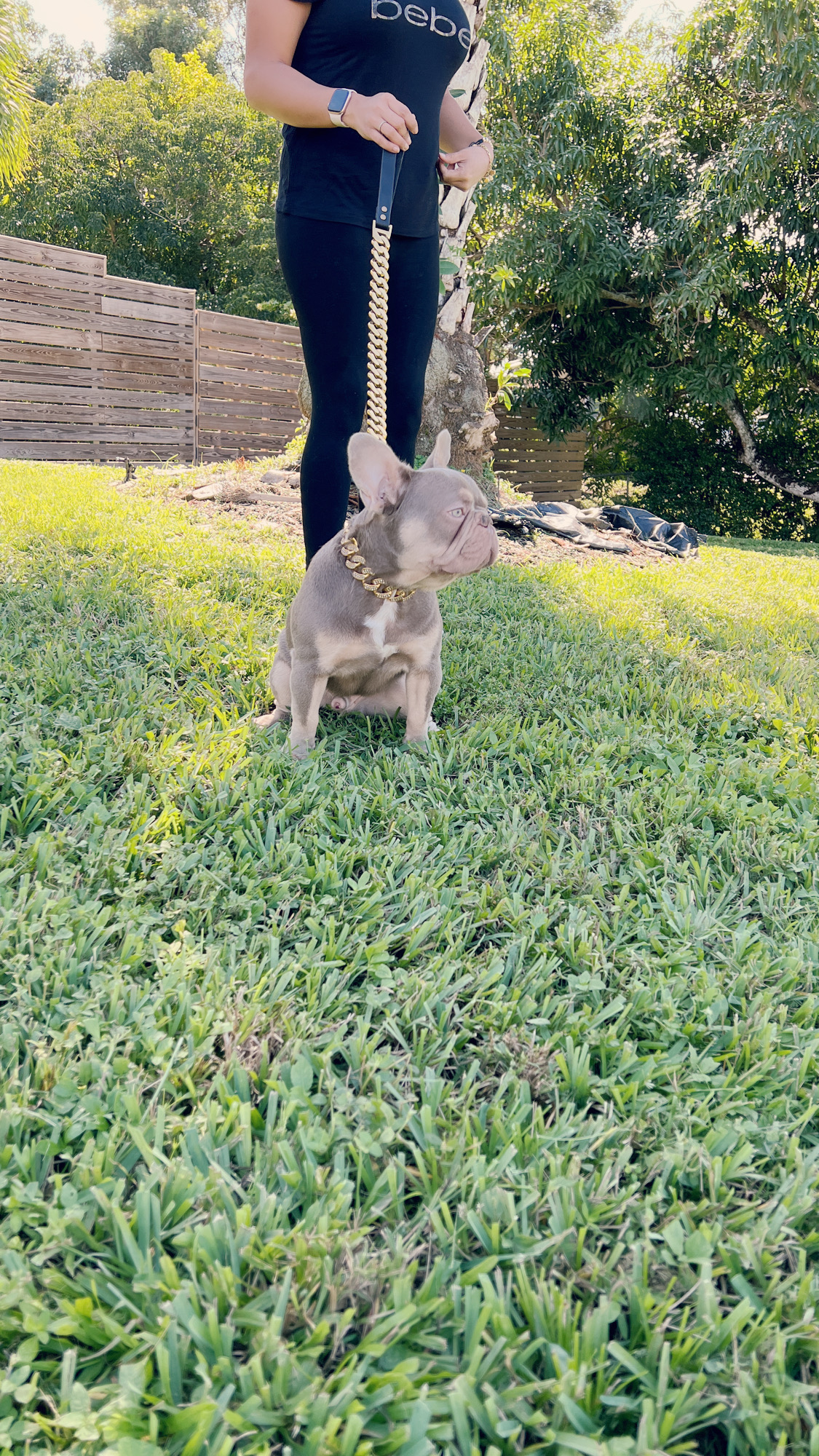 fawn Isabella carrier females, Master bulldog Frozen & Anna - 9