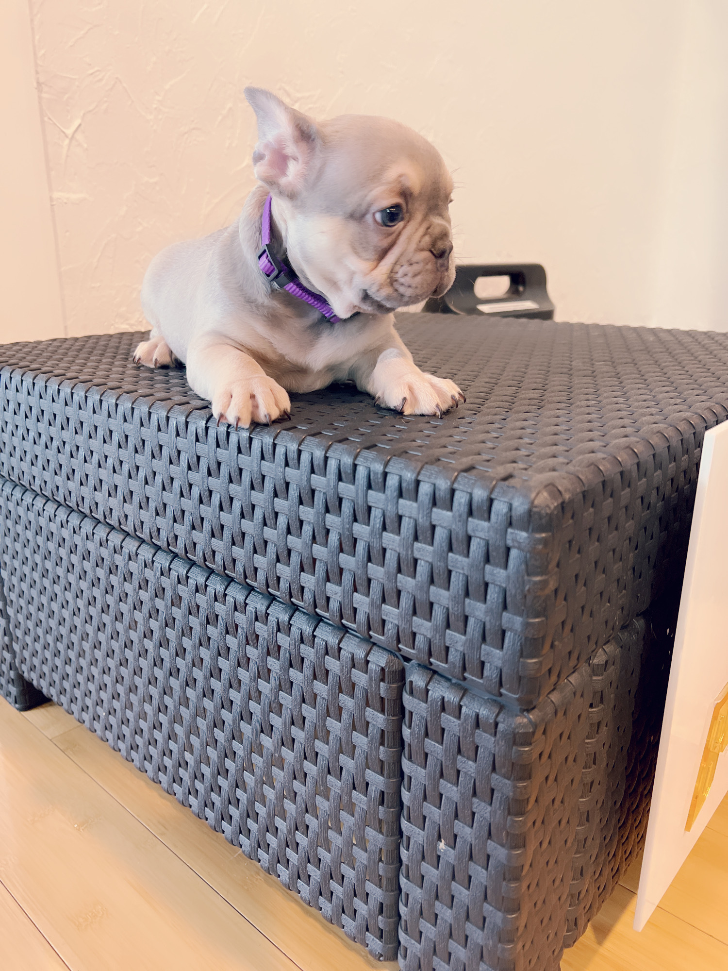 English Bulldog Choco tree and tan female ,MS Brown. - 12