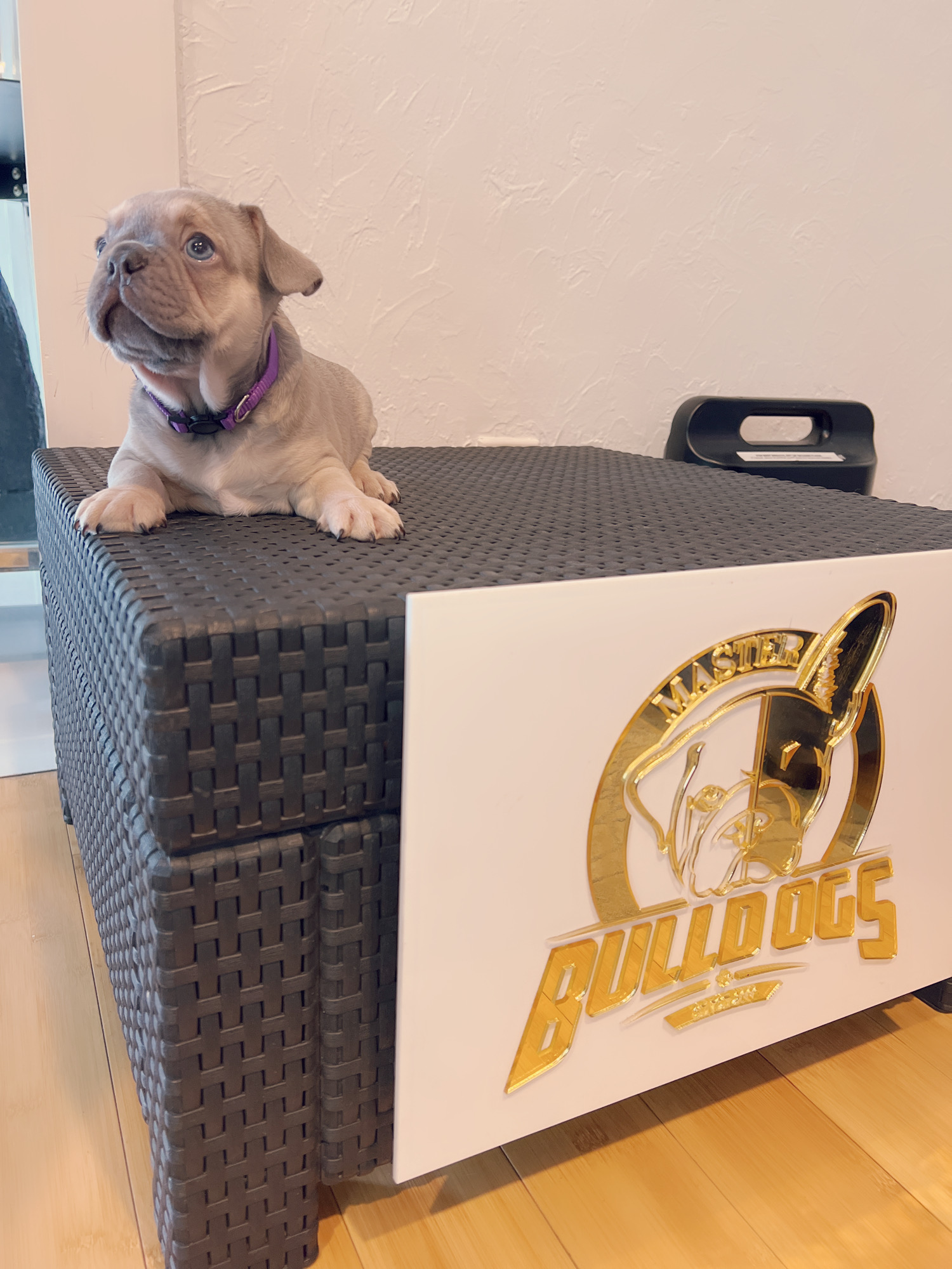 English Bulldog Choco tree and tan female ,MS Brown. - 7