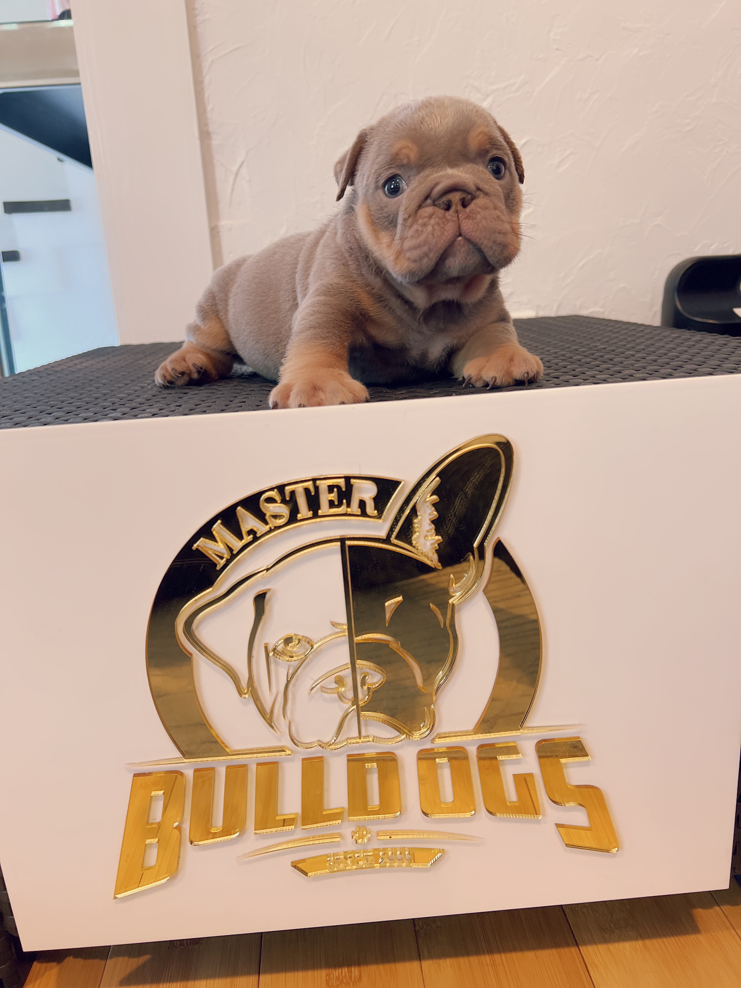 Available Puppies - 13