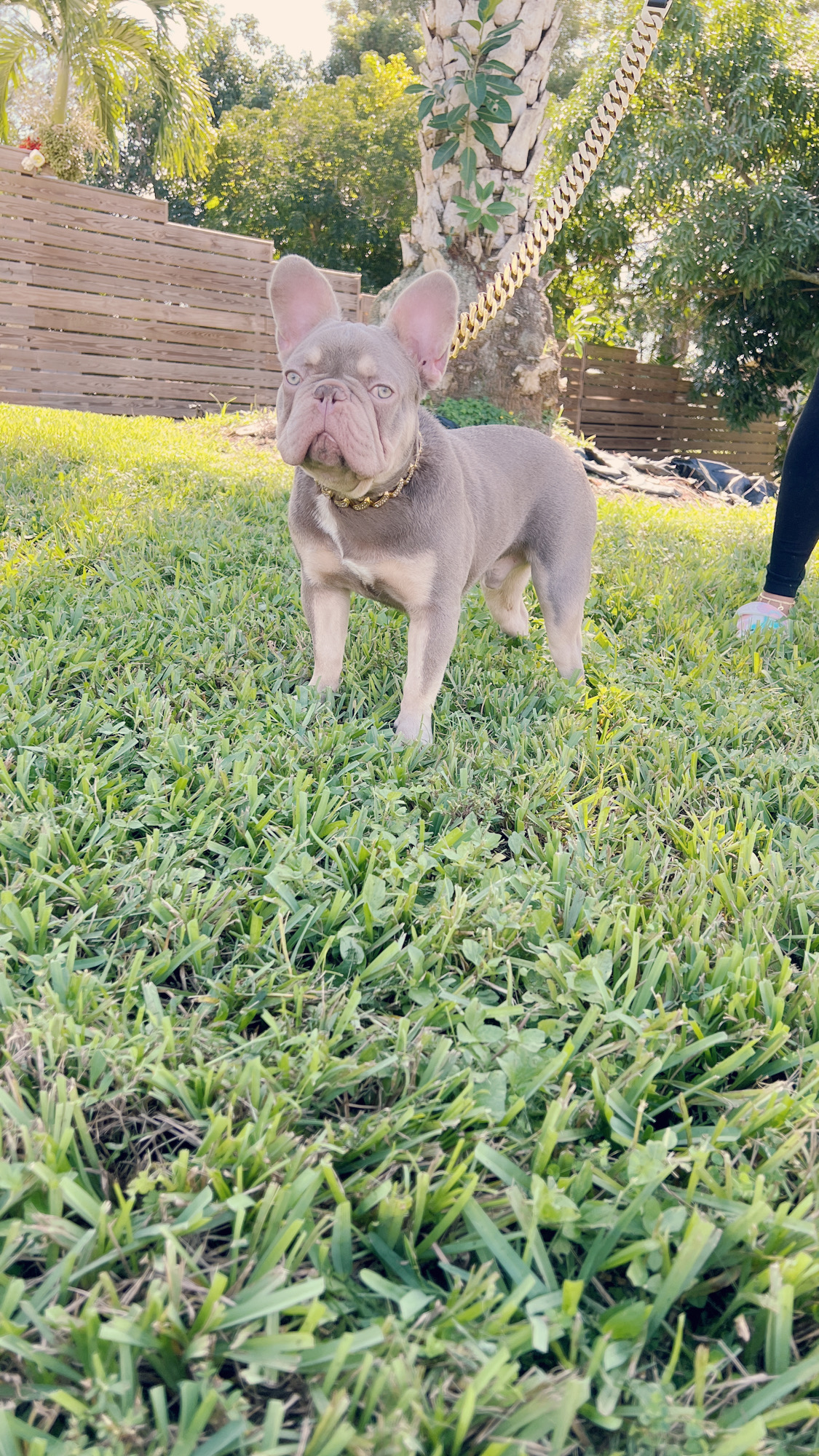 fawn Isabella carrier females, Master bulldog Frozen & Anna - 7