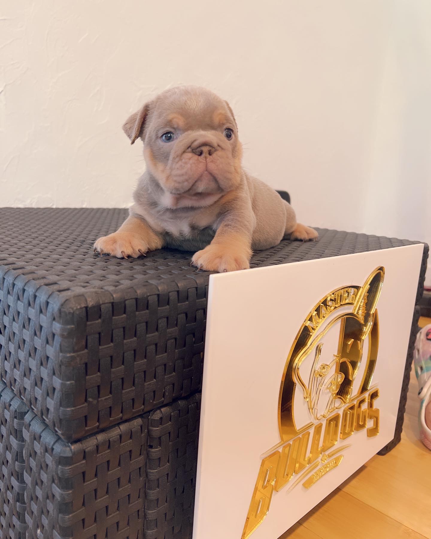 Available Puppies - 2