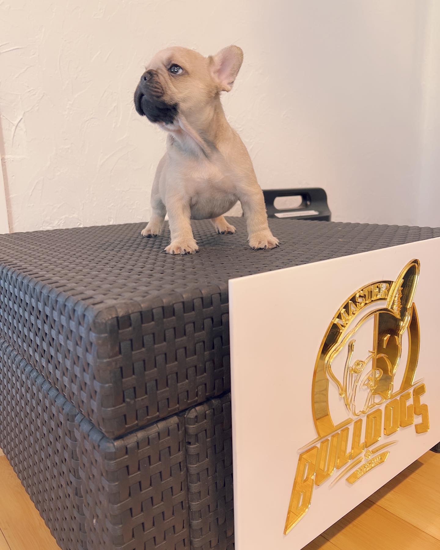 French bulldog lilac Merle female Anita - 6