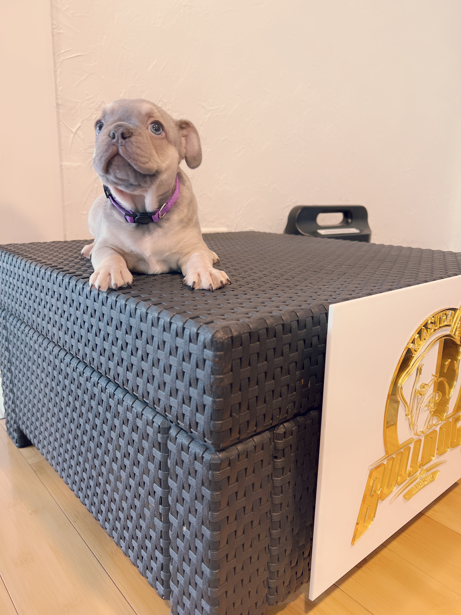 English Bulldog Choco tree and tan female ,MS Brown. - 6