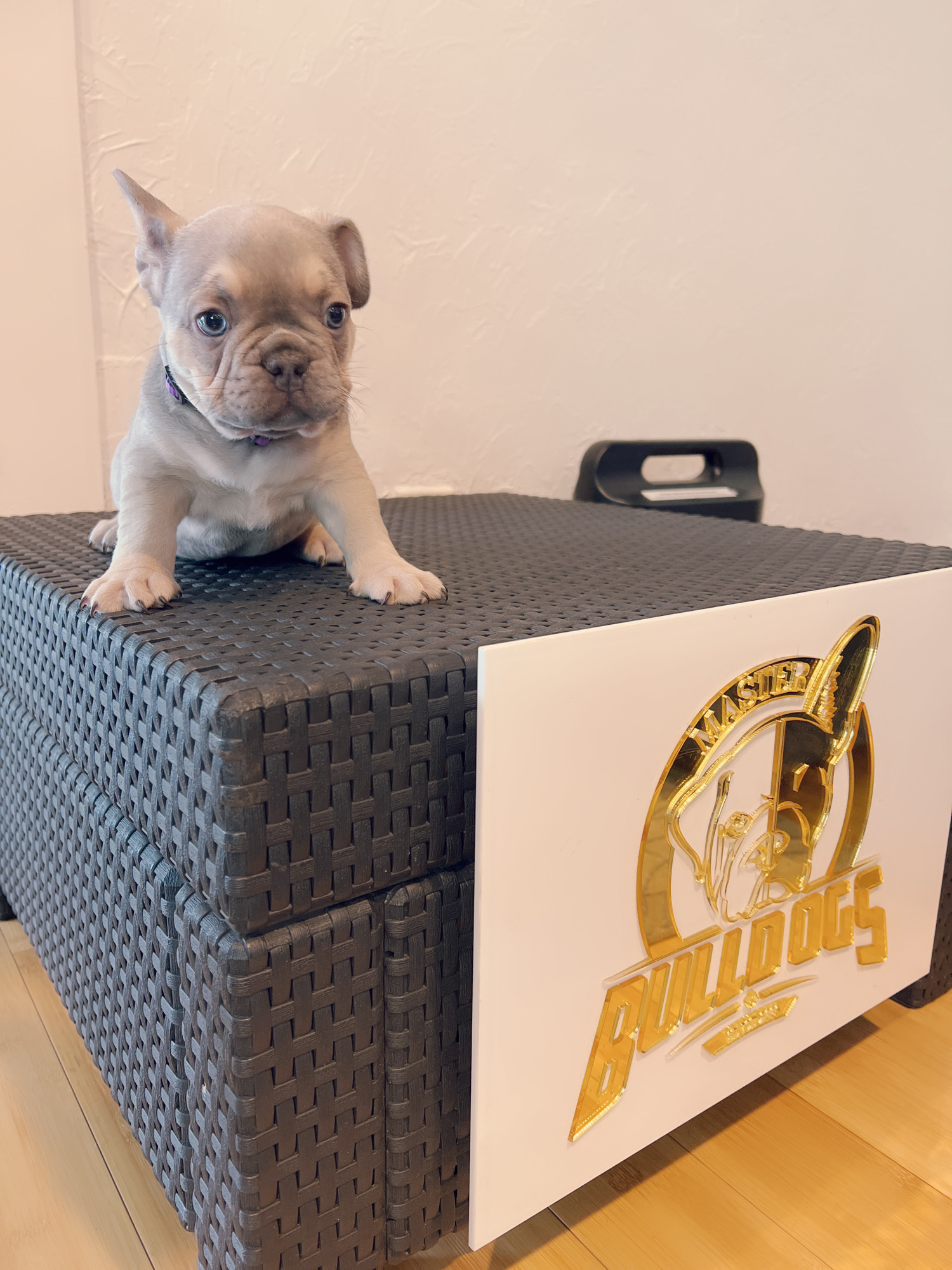 English Bulldog Choco tree and tan female ,MS Brown. - 10