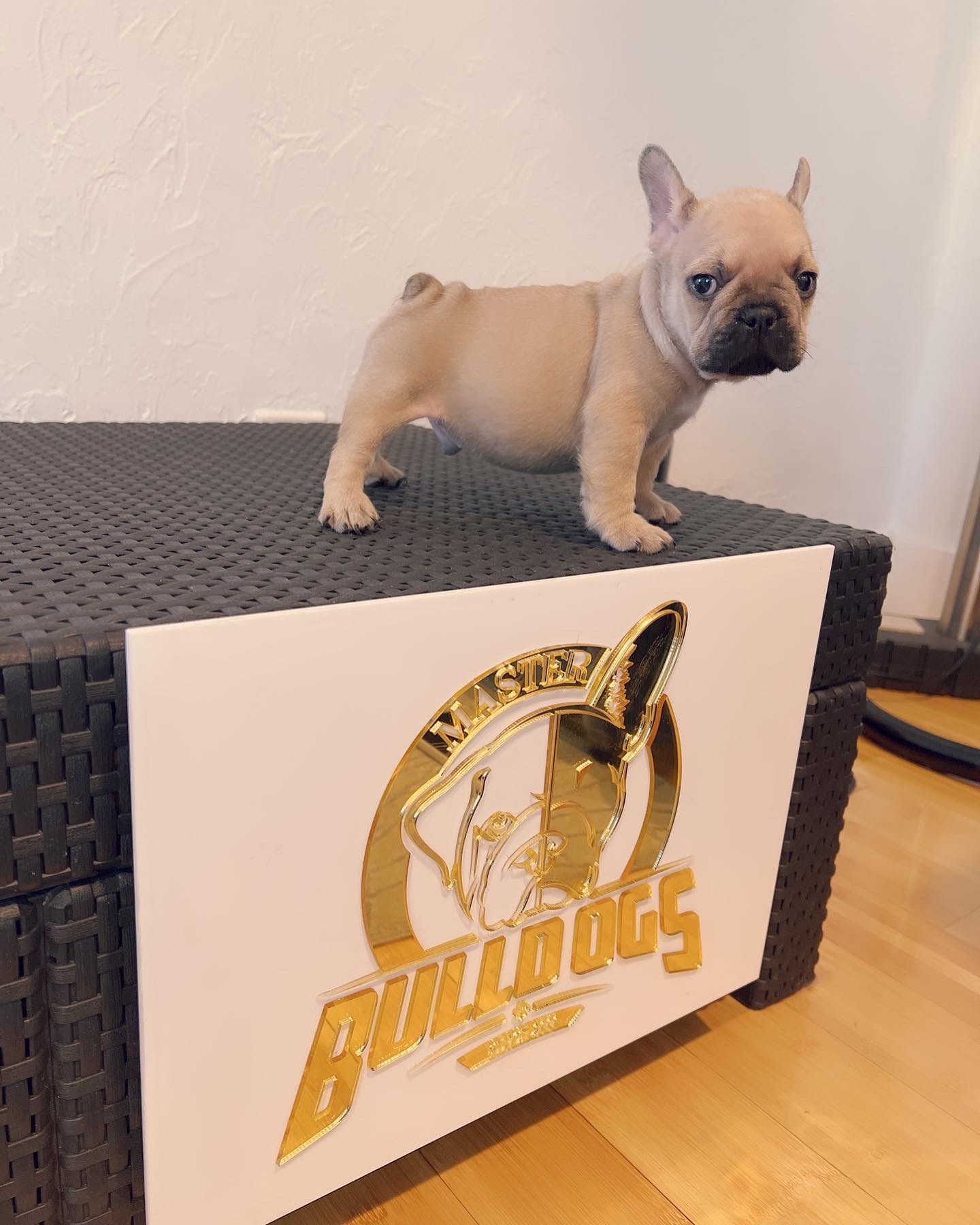 French bulldog lilac Merle female Anita - 4