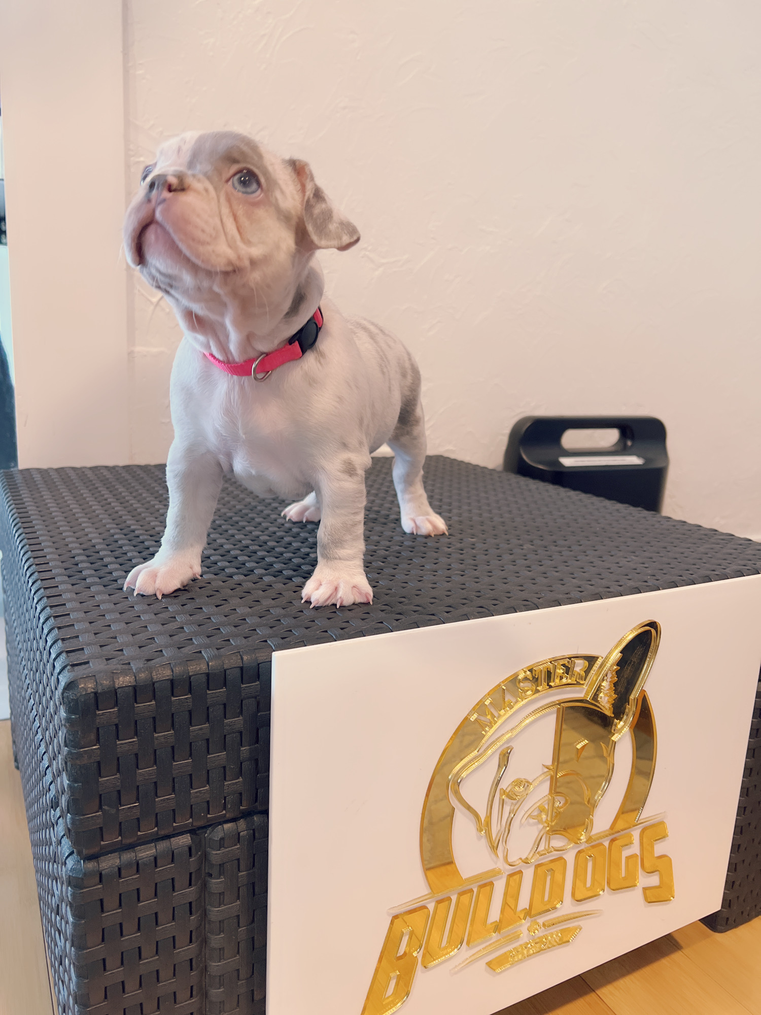 French bulldog lilac sable male master Bulldogs Carlitos - 5