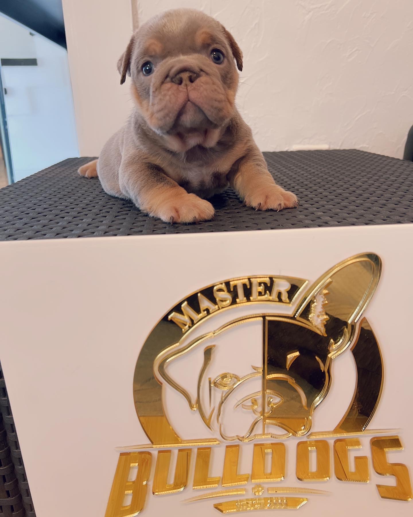 Available Puppies - 5