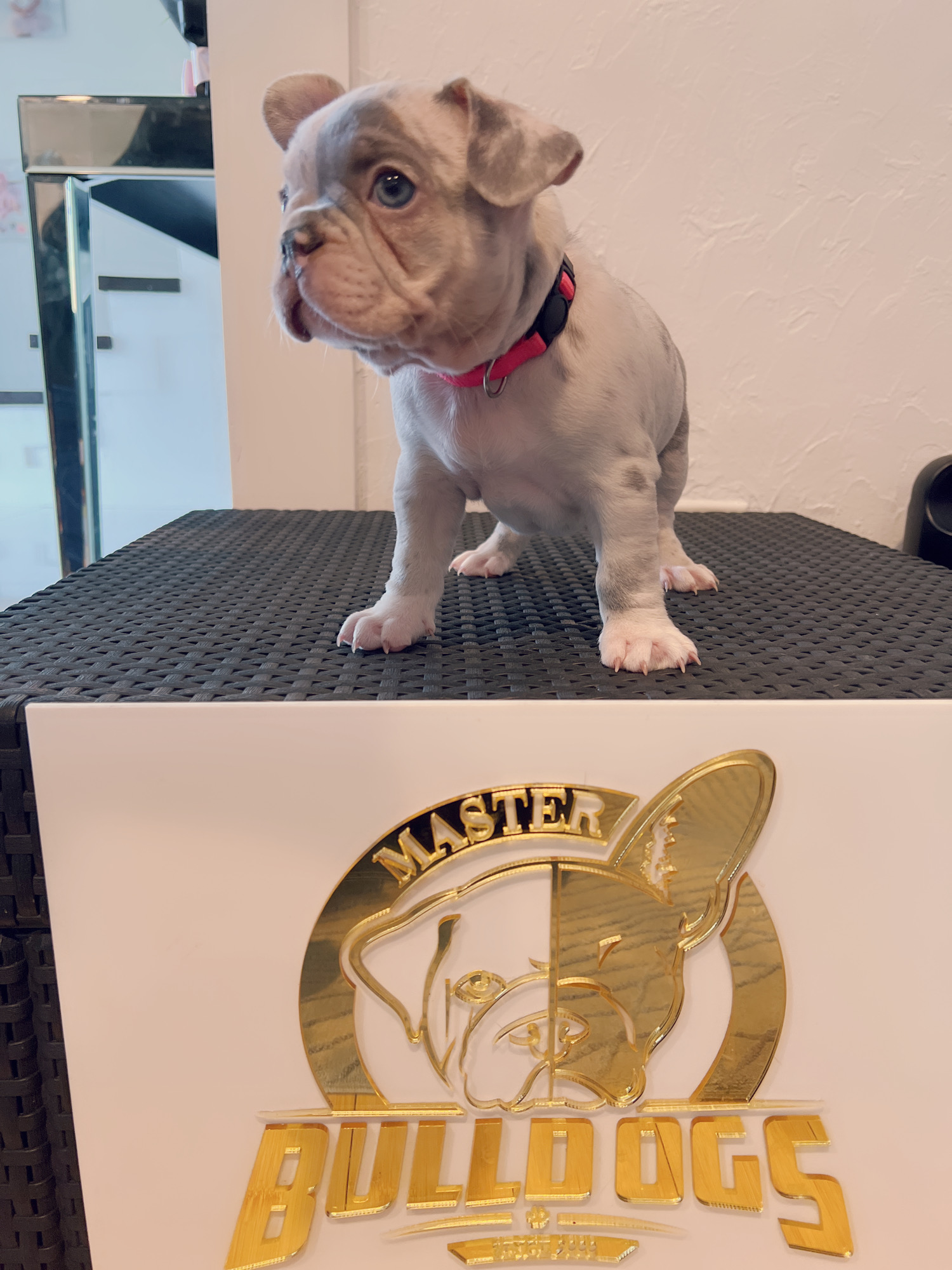 French bulldog lilac sable male master Bulldogs Carlitos - 2
