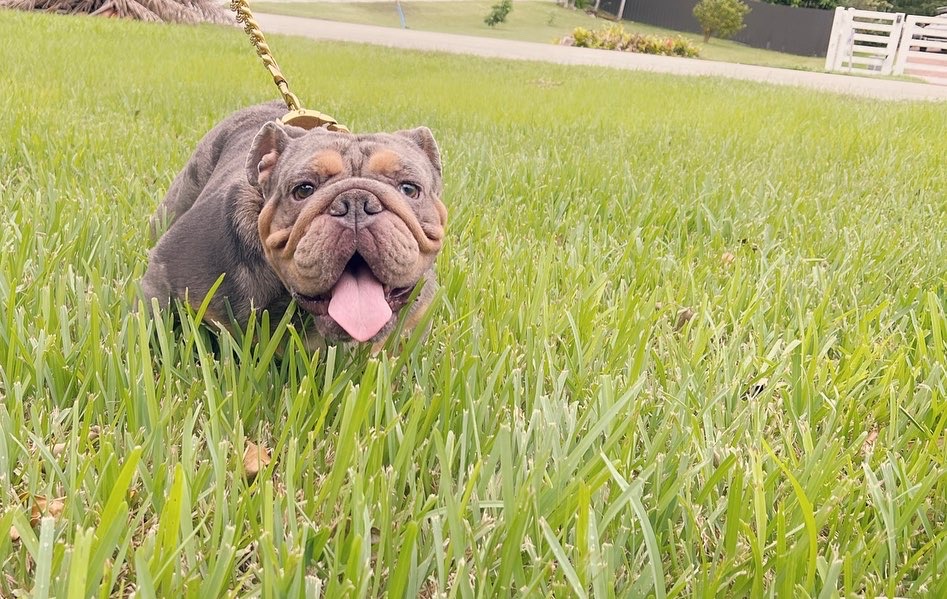 English bulldog Blue Merle And tan Male Tylor - 21