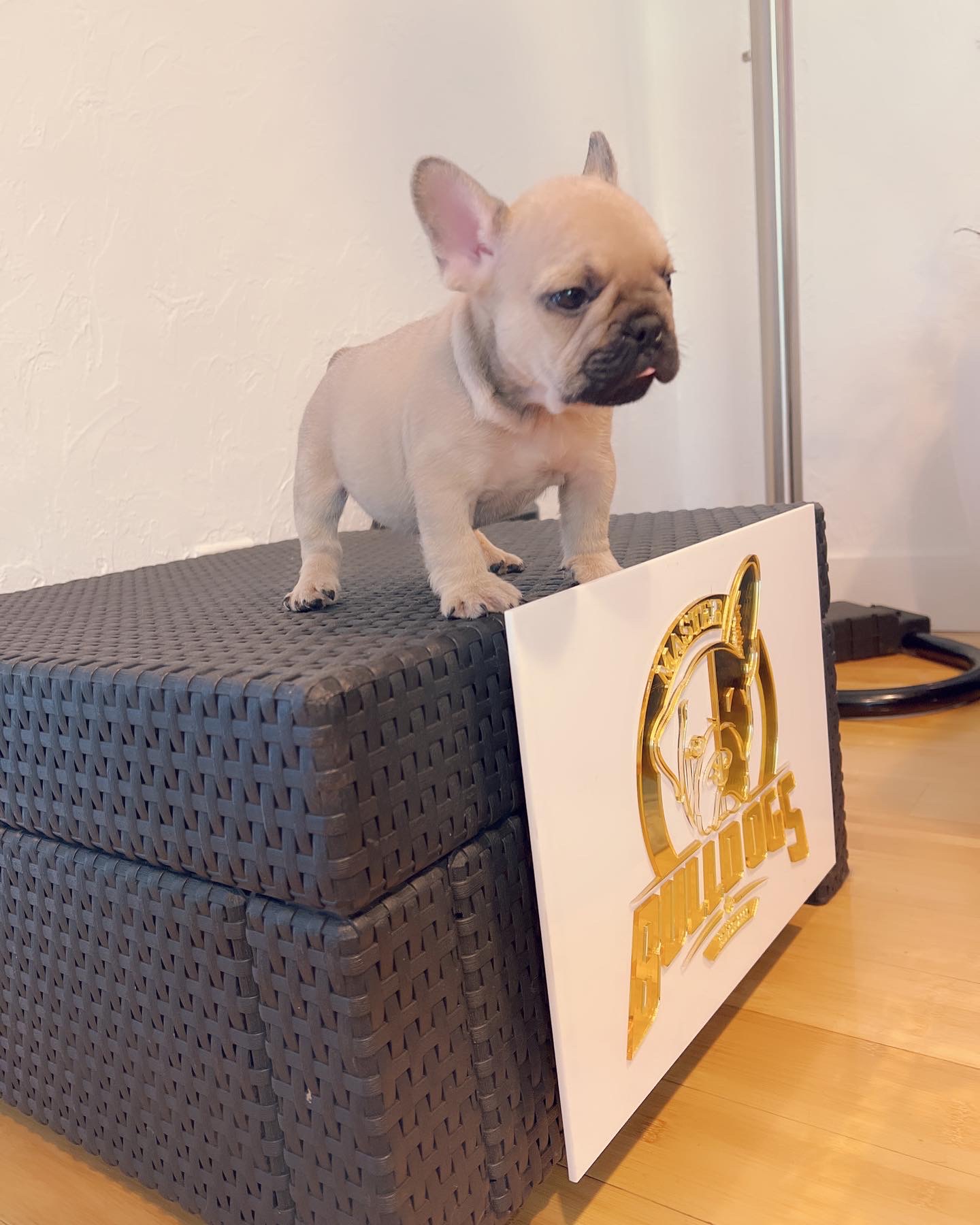 French bulldog lilac Merle female Anita - 3