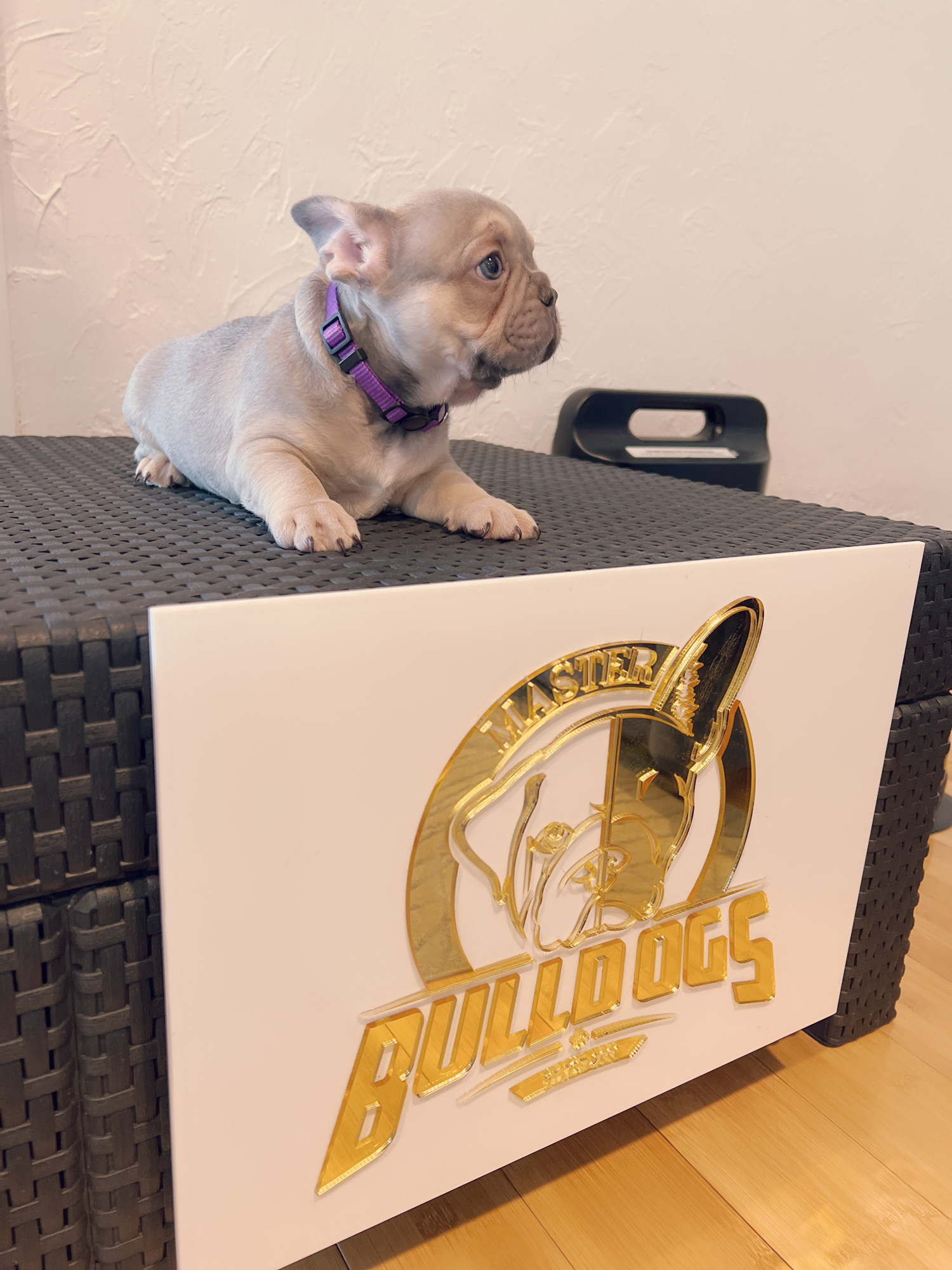 English Bulldog Choco tree and tan female ,MS Brown.