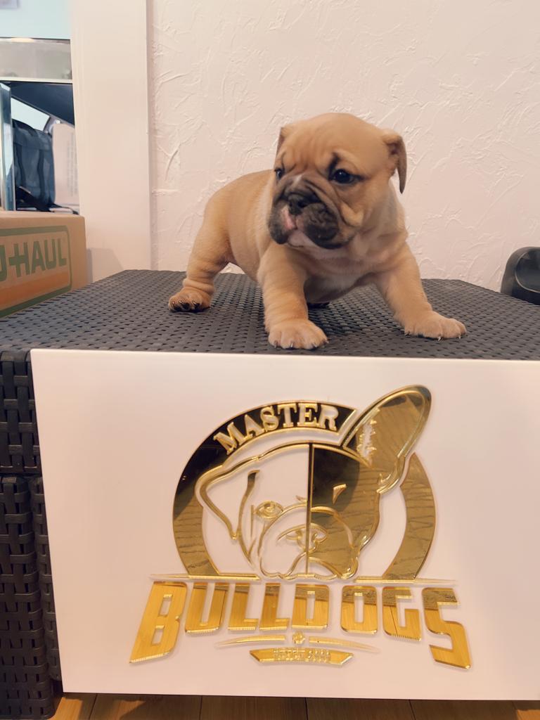 Our Micro Bully Stud - 5