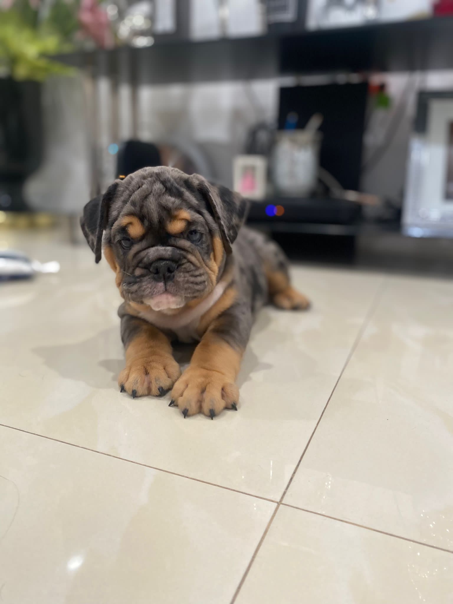 French bulldog lilac fluffy female Georgina