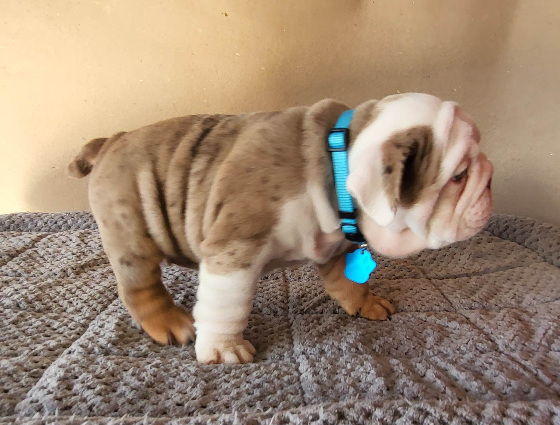 French bulldog lilac fluffy female Georgina - 8