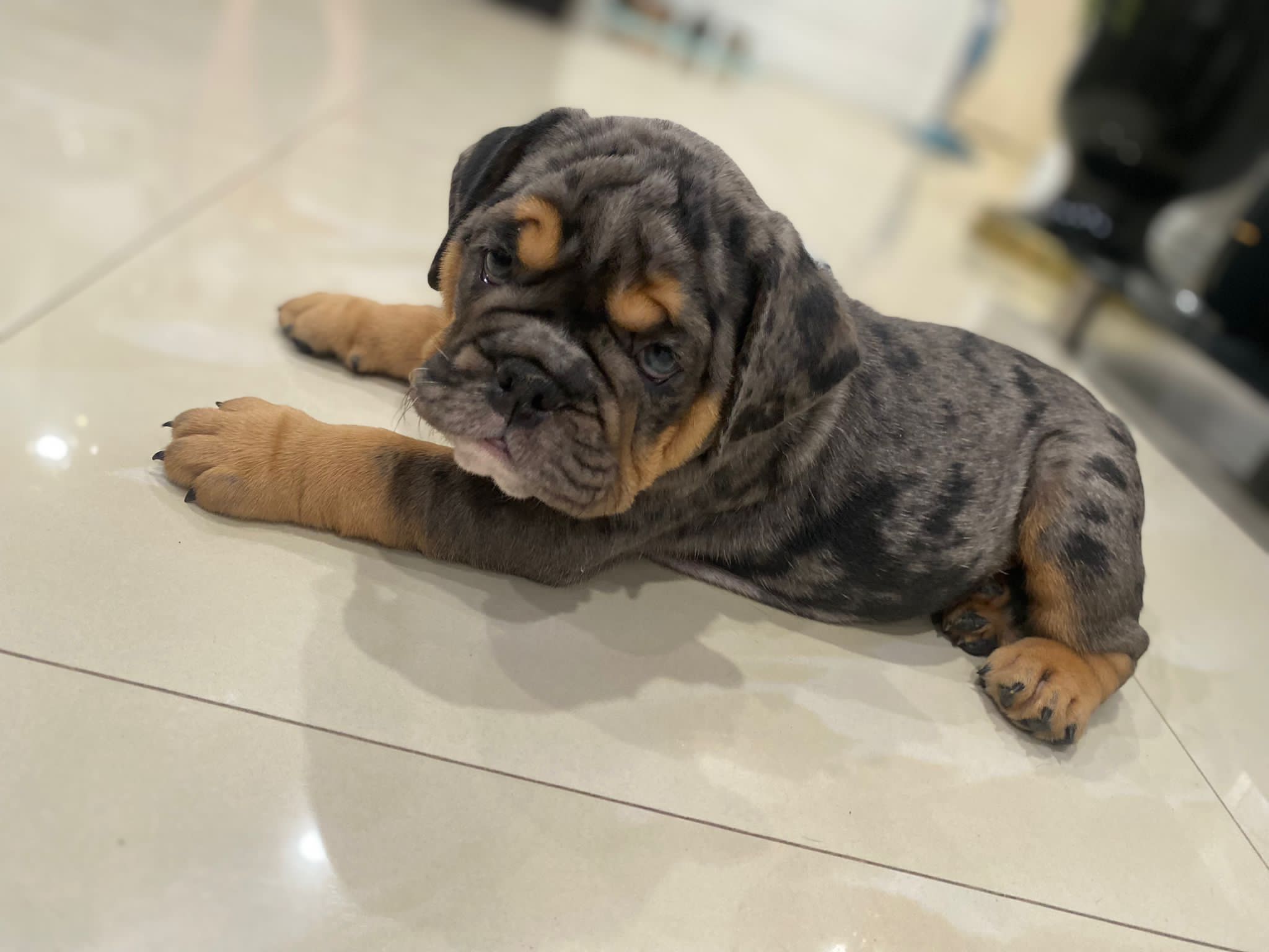 French bulldog lilac fluffy female Georgina - 2