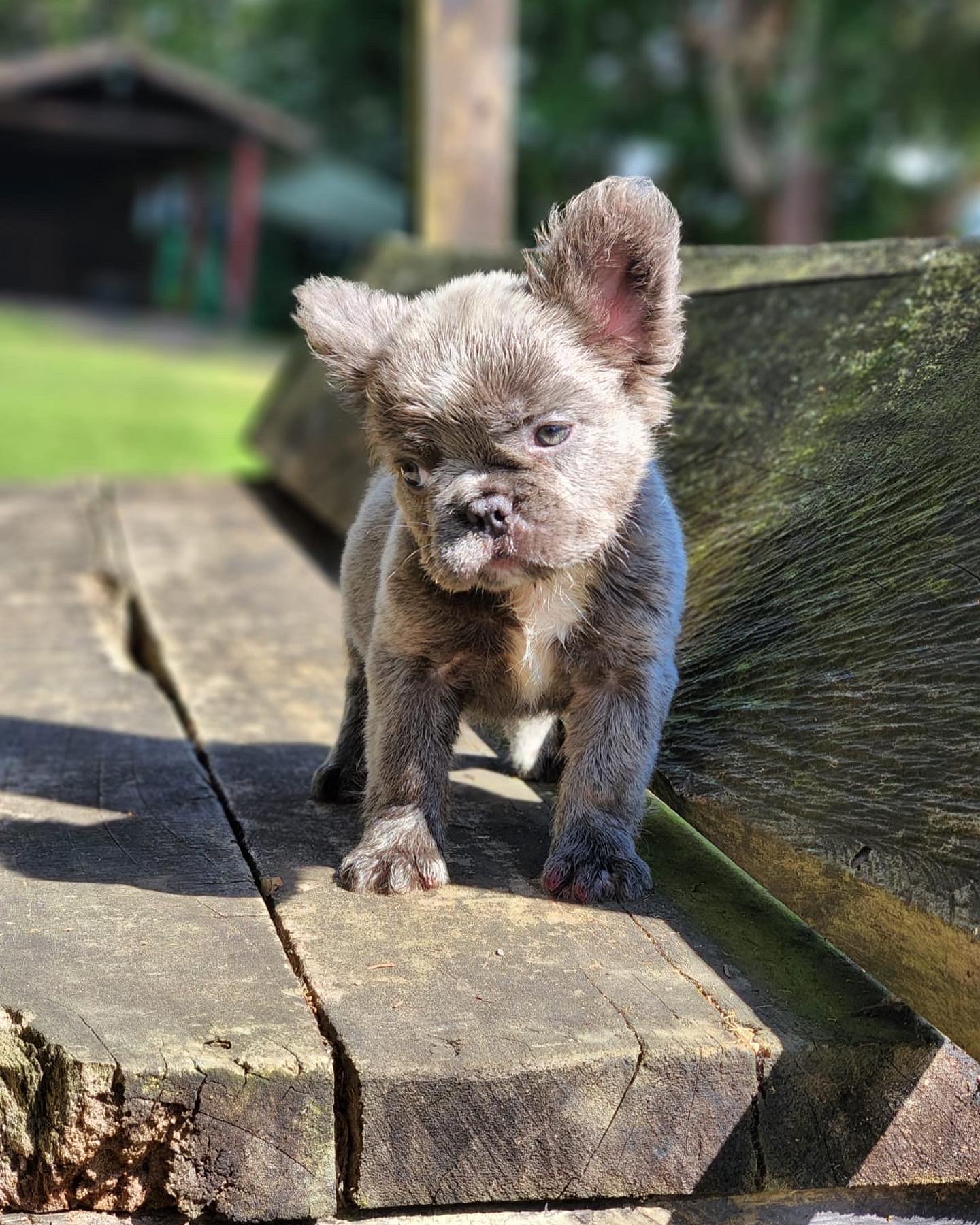 elementor-mega-item-2673 - 4