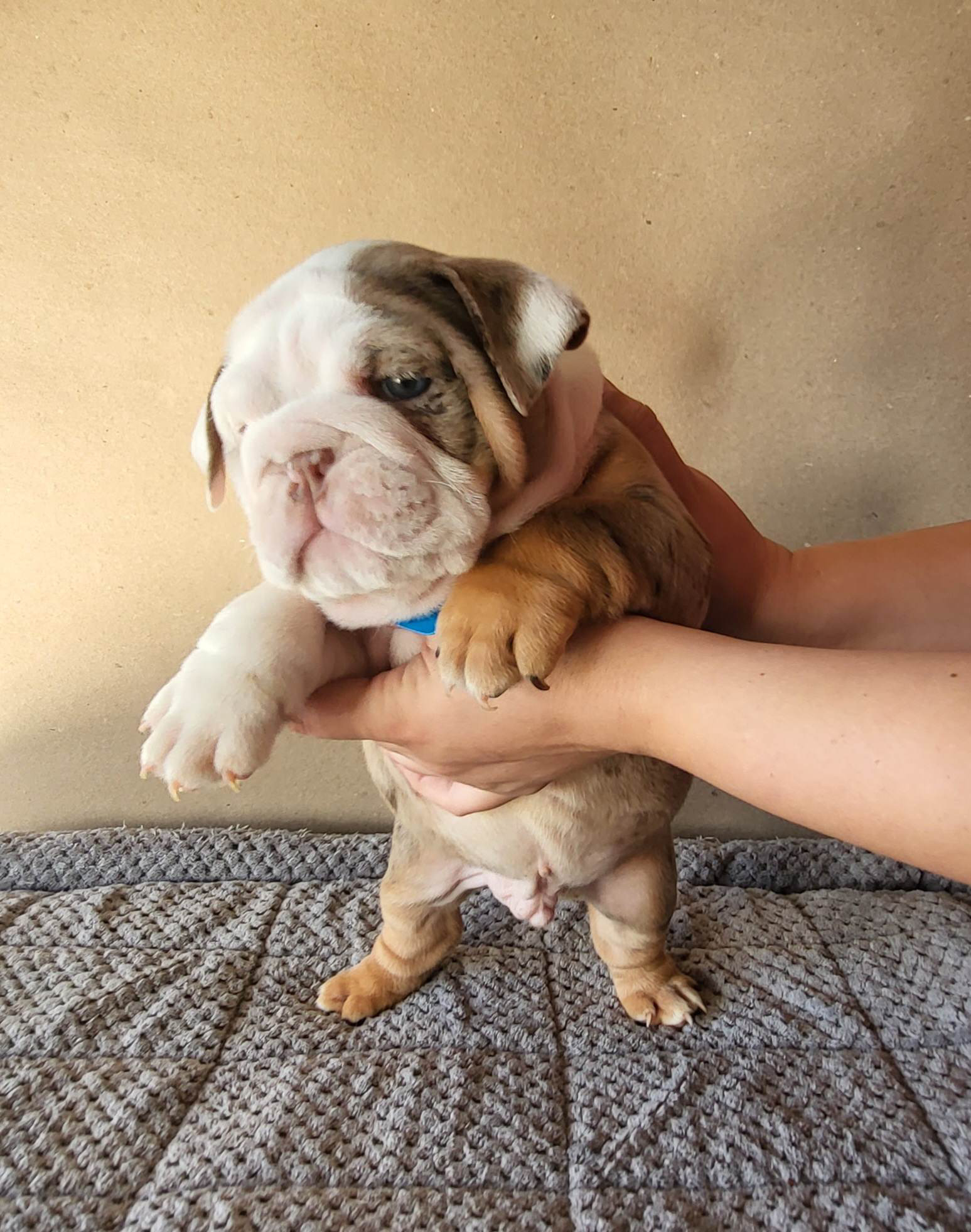 French bulldog lilac fluffy female Georgina - 2