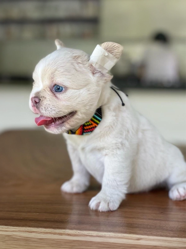 Frenchie merle fluffy female, Barbie