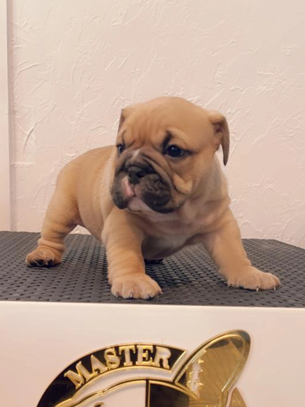 Our Micro Bully Stud