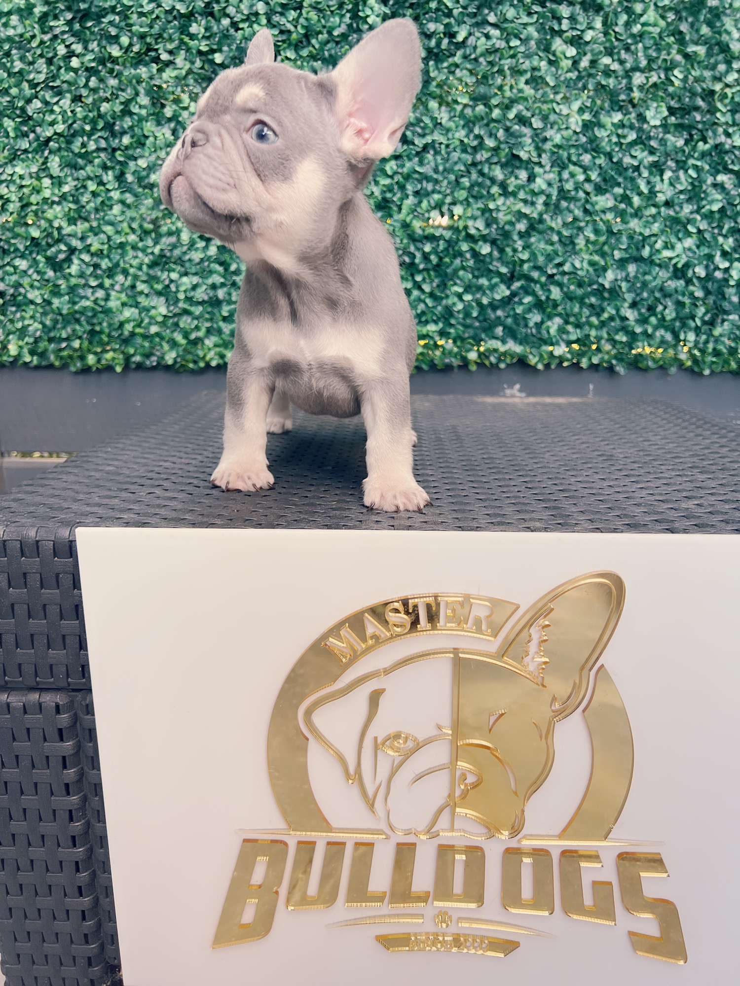 French bulldog lilac and tan female Frida. - 6