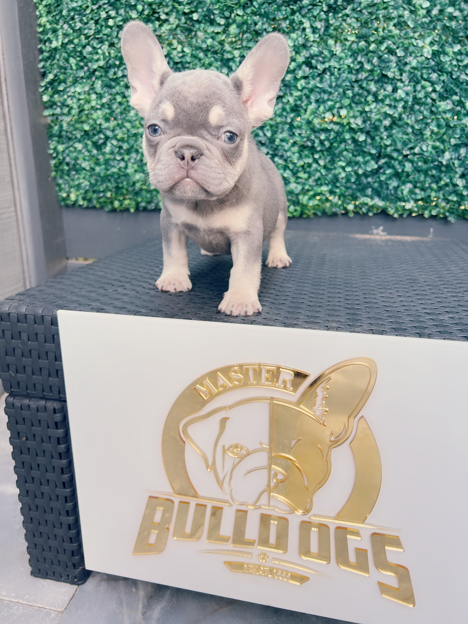 French bulldog lilac and tan female Frida. - 5
