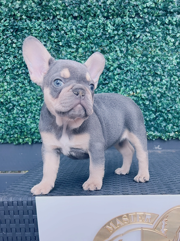 Frenchie lilac and tan fluffy female LULU