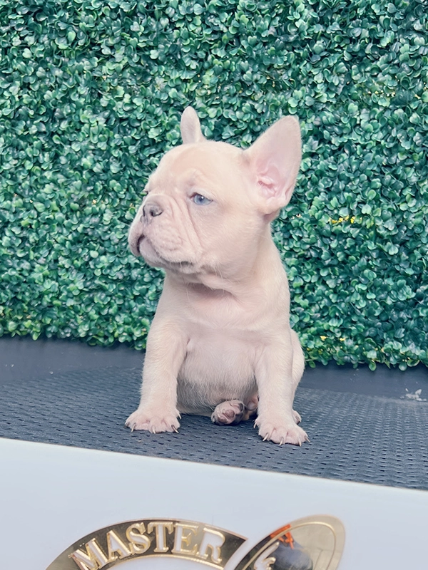 English bulldog lilac Merle and tan male mini Elvis