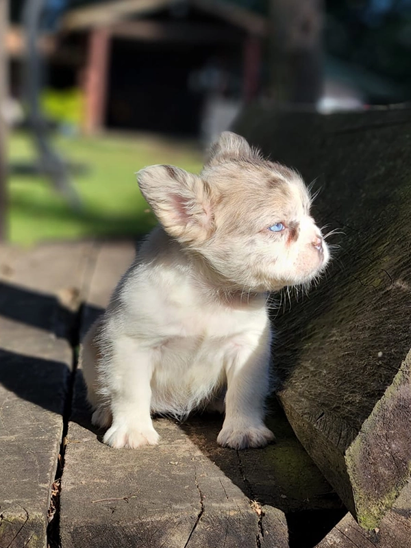 How to Cut My Dog\'s Nails? - 2