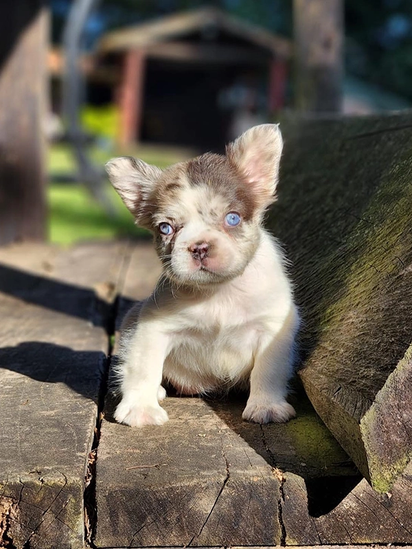 How to Cut My Dog\'s Nails?