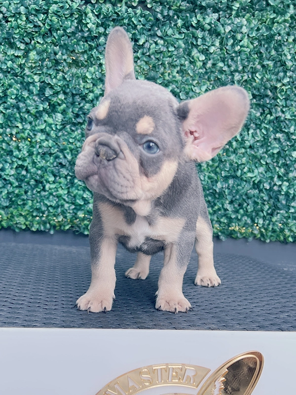 Frenchie lilac and tan fluffy female LULU - 3