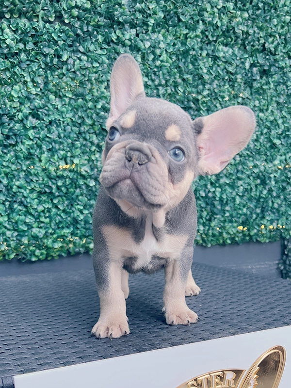 Frenchie lilac and tan fluffy female LULU - 4