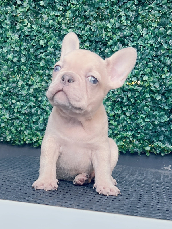 English bulldog lilac Merle and tan male mini Elvis - 6