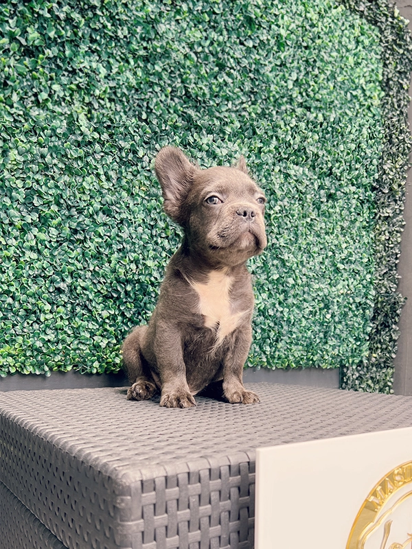 French bulldog blue male Nelson