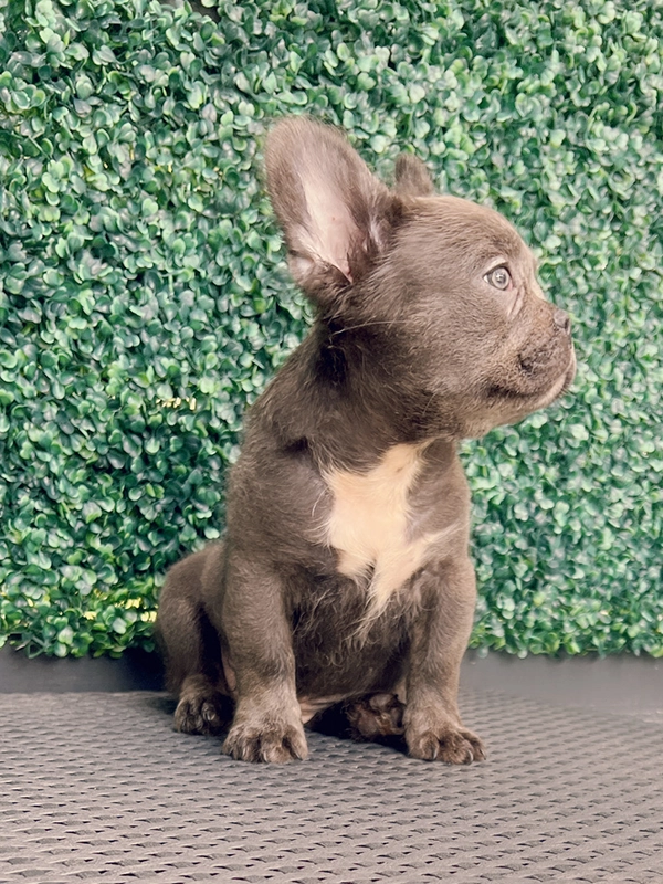 French bulldog blue male Nelson - 2