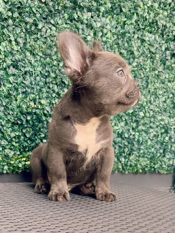 French bulldog blue male Nelson - 4