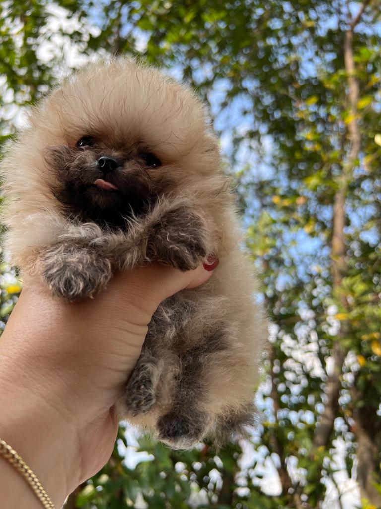 French bulldogs crema fluffy female Antonella - 5