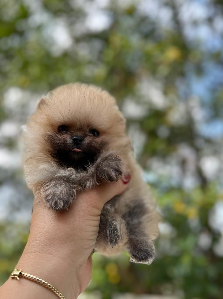 French bulldogs crema fluffy female Antonella - 4