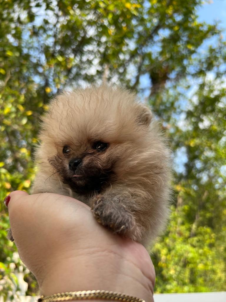 French bulldogs crema fluffy female Antonella - 6