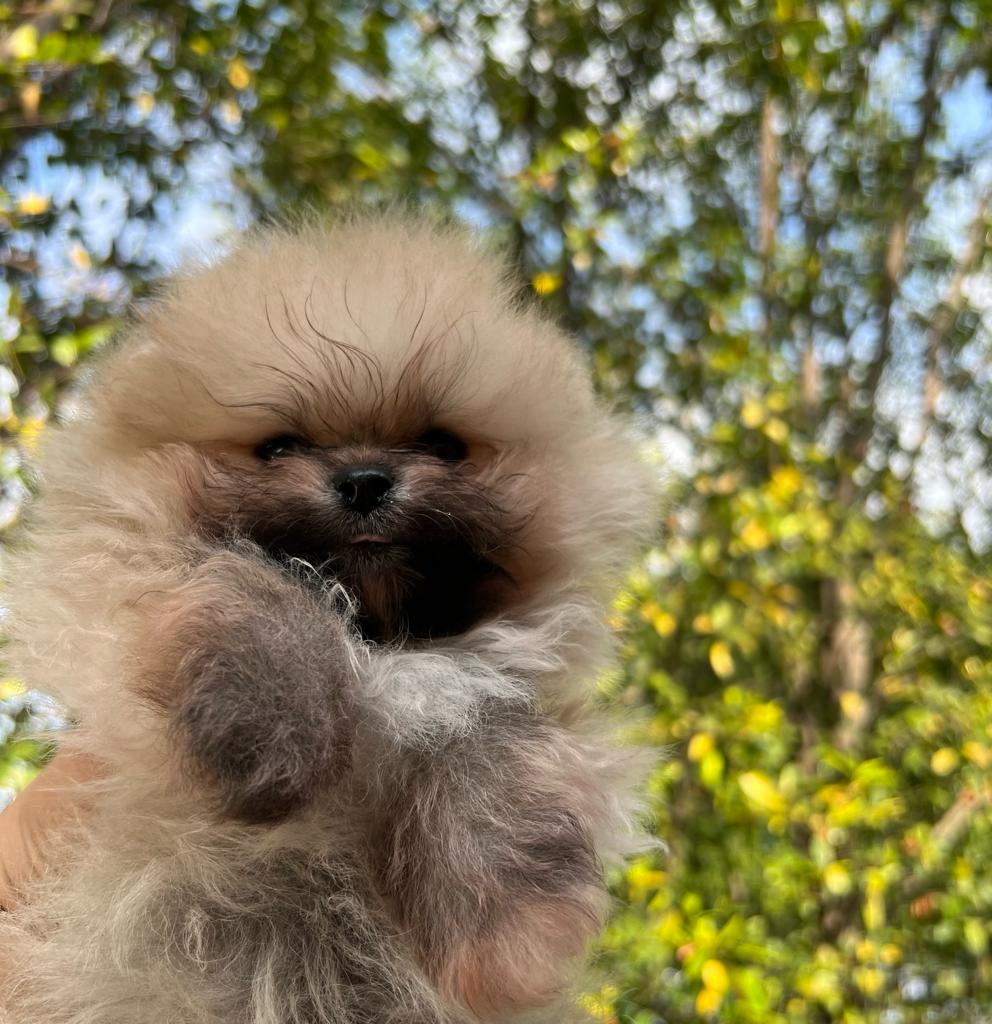 French bulldogs crema fluffy female Antonella - 7