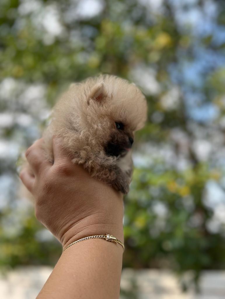 French bulldogs crema fluffy female Antonella - 3