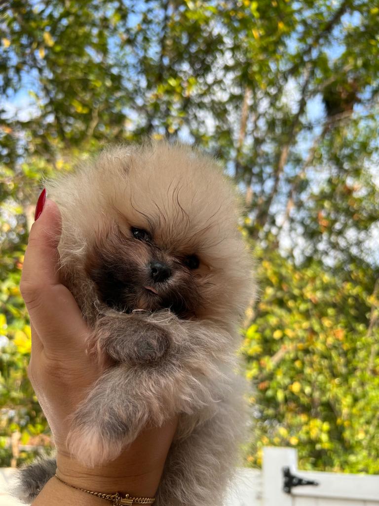 French bulldogs crema fluffy female Antonella - 8