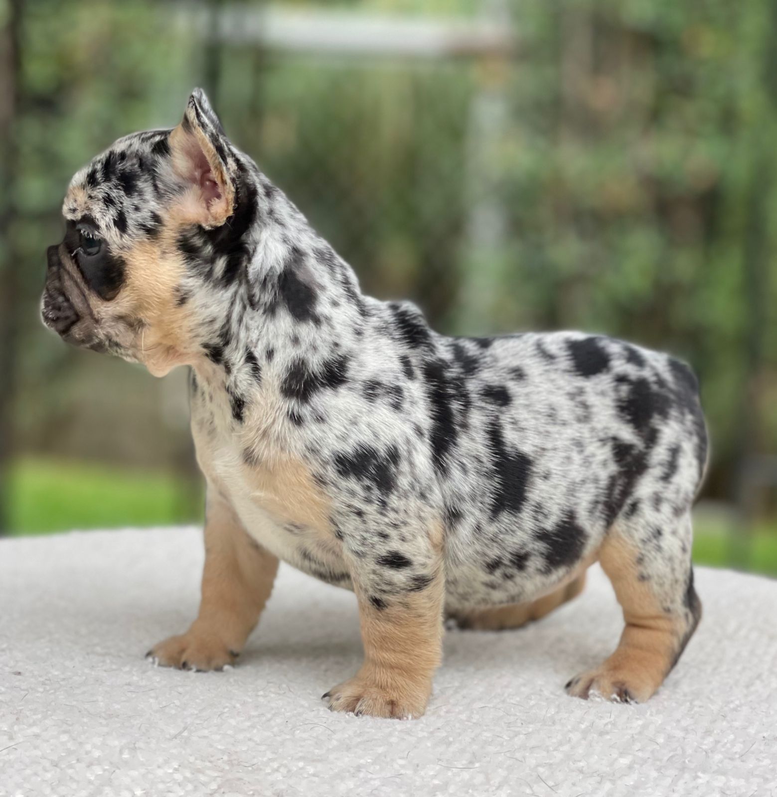 French bulldogs crema fluffy female Antonella - 4